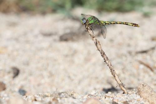 Réf. 238 052 : Paragomphus genei